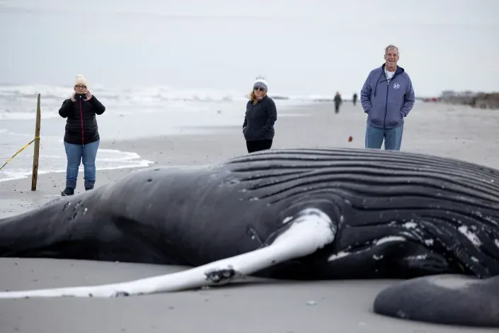 Environmental Advocates Call for Moratorium on Offshore Wind Projects in Ocean County Following Whale Deaths